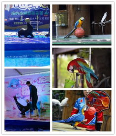 萬(wàn)源市本地海洋生物表演與經(jīng)紀(jì)業(yè)務(wù)概覽